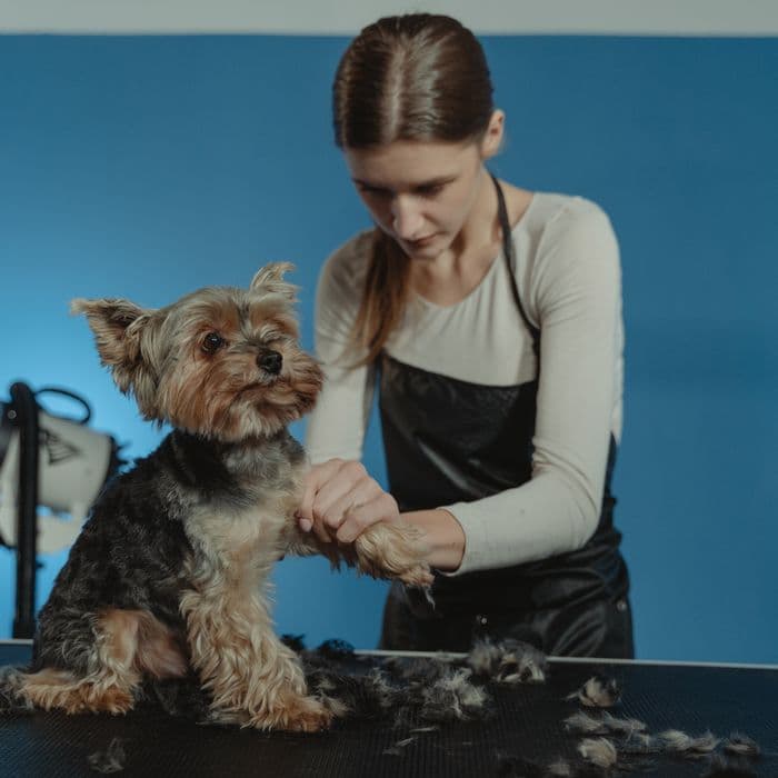Cat grooming